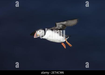 Puffin - auf ZuchtklippenFratercula Arctica Hermaness Nature Reserve, Unst Shetland, UK BI011128 Stockfoto