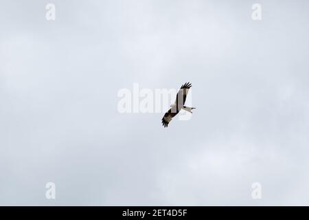 Roter Drachen bei bewölktem Himmel bei Görzke im Naturpark Fläming-Heide im Nordosten Deutschlands. Stockfoto