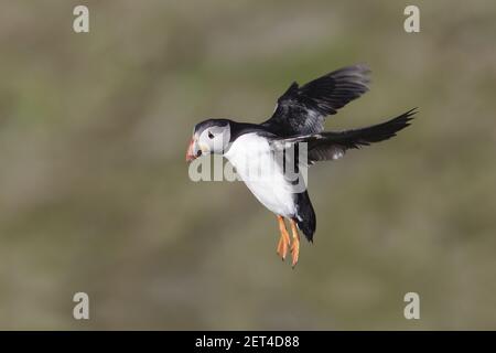 Puffin - auf ZuchtklippenFratercula Arctica Hermaness Nature Reserve, Unst Shetland, UK BI011157 Stockfoto