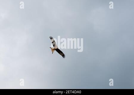 Roter Drachen bei bewölktem Himmel bei Görzke im Naturpark Fläming-Heide im Nordosten Deutschlands. Stockfoto