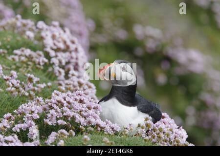 Puffin - mit SparfrittFratercula Arctica Sumburgh Head Shetland Mainland, UK BI011192 Stockfoto