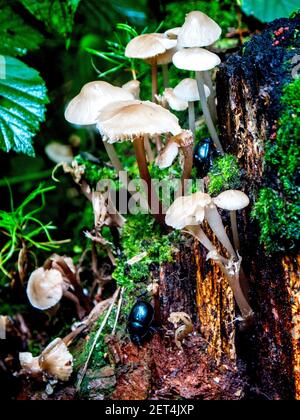 Zwei Dor Käfer kriechen auf einem Baumstamm von Wildpilzen, Polen Stockfoto