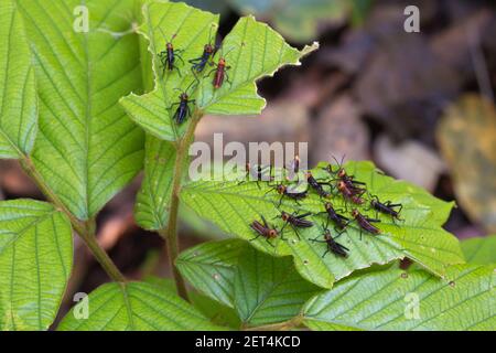 Einige junge Tropicacris collaris (Giant Grashopper) in natürlicher Umgebung nahe Chapada dos Guimaraes in Mato Grosso, Brasilien Stockfoto