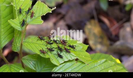 Gruppe von jungen Tropidacris collaris (Blauflügelgrashüpfer), die in einem natürlichen Habtiat in der Nähe von Chapada dos Guimaraes in Mato Grosso, Brasilien, gesehen werden Stockfoto