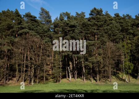 Schotten Kiefernwald sind sehr häufig als kommerzielle Forets in Nordostdeutschland. Stockfoto