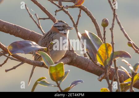 Vogelbeobachtung: Zonotrichia capensis, der Rüsselsperling, der in einem Baum am Mirante da Chapada bei Chapada dos Guimaraes, Mato Grosso, ruht Stockfoto