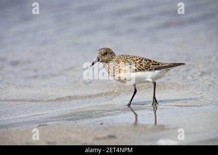 Sanderling - am Strand in Zuchtgefieder Calidris alba Shetland Festland, UK BI011401 Stockfoto