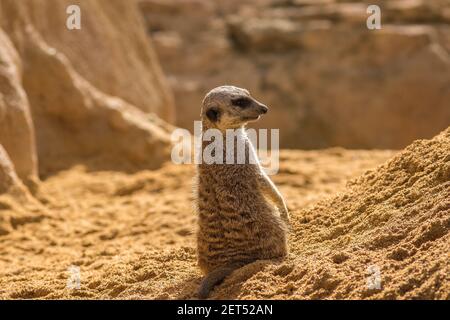 Alert Meerkat steht auf der Wache und schaut auf den Horizont, neugierige Geste Stockfoto