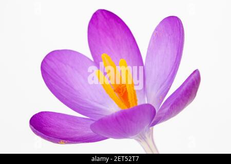 Nahaufnahme eines Crocus tommasinianus vor weißem Hintergrund Stockfoto