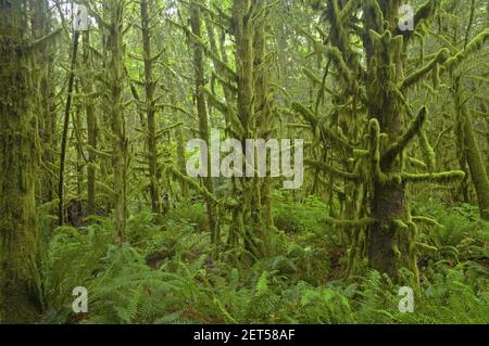 Moos bedeckt Küsten Wald Ecola State Park Nord Küste von Oregon USA LA001059 Stockfoto