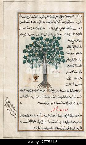 Im Buch als FIG-Baum identifiziert. Ficus carica. Nach einer Illustration von Mirza Baqir in einem iranischen Buch des griechischen Arztes und Botanikers Pedanius Dioscorides aus dem 1st. Jahrhundert n. Chr. De materia Medica aus dem 19th. Jahrhundert. Stockfoto