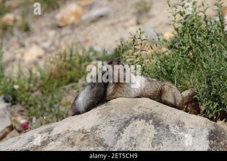 Hoary Marmot mit jungen Burrow (Marmota caligata) Mount Rainier National Park Washington State, USA Stockfoto