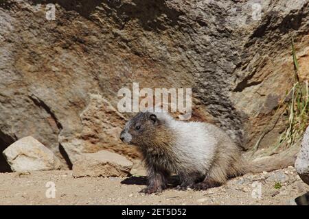 Hoary Marmot jung in Burrow (Marmota caligata) Mount Rainier National Park Washington State, USA Stockfoto