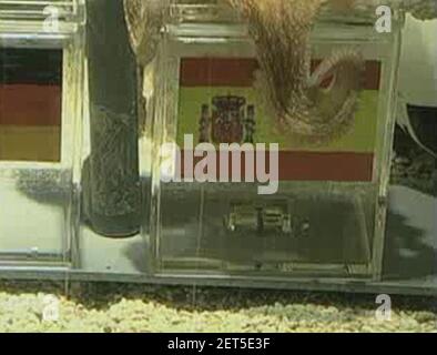 Paul der Octopus wählt Spanien im 2010 Halbfinale 2 über Deutschland aus. Stockfoto