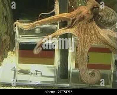 Paul der Octopus wählt Spanien im 2010 Halbfinale 3 über Deutschland aus. Stockfoto