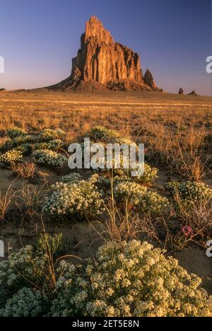 Wildblumen und Shiprock, New Mexico, Vereinigte Staaten Stockfoto