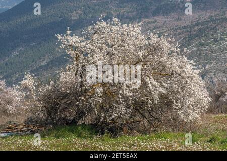 Frühlingsblüte eines Mandelbaums Stockfoto