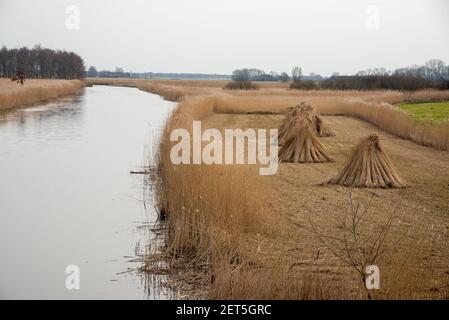 fiels mit geschnittener Schilf in Weerribben, Overijssel, Holland Stockfoto