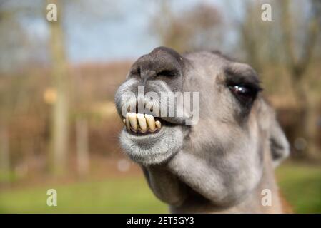 Nahaufnahme des Leiters des lama auf einer Farm in Niederlande Stockfoto