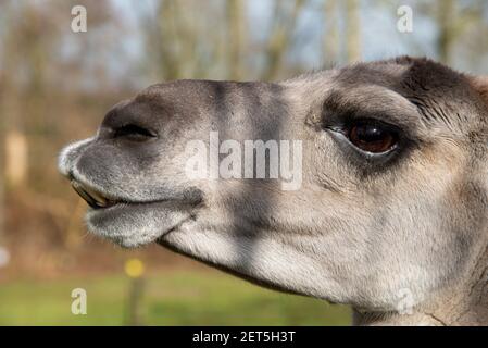 Nahaufnahme des Leiters des lama auf einer Farm in Niederlande Stockfoto