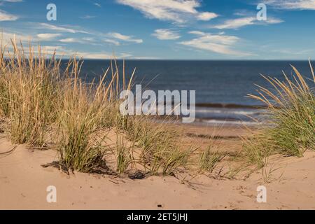 Marram Gras wächst zwischen den Sanddünen im ländlichen Prince Edward Island, Kanada. Stockfoto