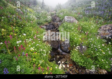 Strom fließt durch Subalpine Meadowson ein nebliger Morgen Dead Horse Creek, Paradise Mount Rainier National Park Washington State, USA PL000503 Stockfoto