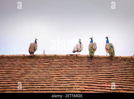 Vier Pfauen auf einem gefliesten Dach im ländlichen Sussex, Großbritannien. Stockfoto