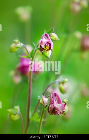 Akelei Blumen Stockfoto