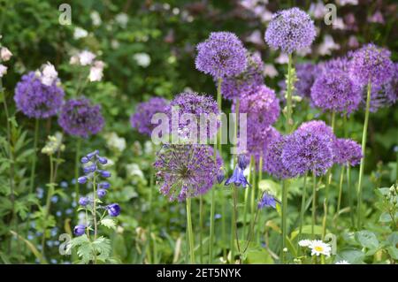 Iran-Lauch (Allium aflatunense 'Purple Sensation') nur RECHTE für Großbritannien und IRLAND, ANDERE RECHTE KONTAKT EWASTOCK.COM Stockfoto