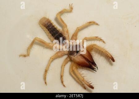 Ägyptische Riesensolpugiden (Galeodes Arabs), Windskorpion oder Kamelspinnen-Makro schossen aus nächster Nähe in den vereinigten arabischen emiraten im Nahen Osten Stockfoto