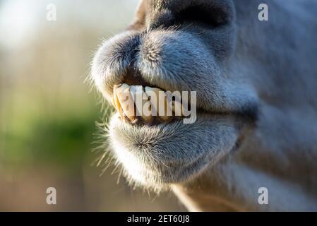 Nahaufnahme des Leiters des lama auf einer Farm in Niederlande Stockfoto