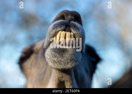 Nahaufnahme des Leiters des lama auf einer Farm in Niederlande Stockfoto