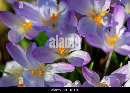 Lila Krokusse in einem Garten in Overijssel, Holland Stockfoto