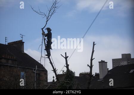 Ein Baumchirurg schneidet am 25. Februar 2021 in einem Vorstadtgarten in Glasgow, Großbritannien, große Bäume zurück. Stockfoto