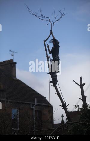 Ein Baumchirurg schneidet am 25. Februar 2021 in einem Vorstadtgarten in Glasgow, Großbritannien, große Bäume zurück. Stockfoto