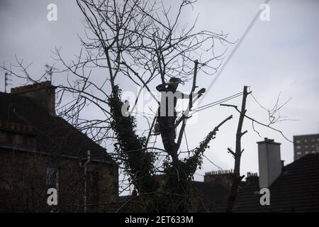 Ein Baumchirurg schneidet am 25. Februar 2021 in einem Vorstadtgarten in Glasgow, Großbritannien, große Bäume zurück. Stockfoto