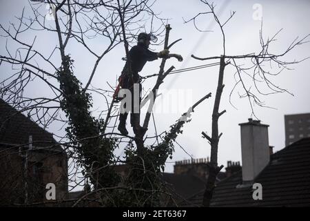 Ein Baumchirurg schneidet am 25. Februar 2021 in einem Vorstadtgarten in Glasgow, Großbritannien, große Bäume zurück. Stockfoto