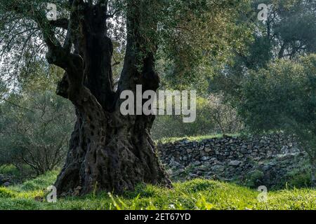 Alte Oliven- und Mandelbäume in den Judäa-Bergen, in der Nähe von Jerusalem, Israel, im Morgengrauen. Stockfoto