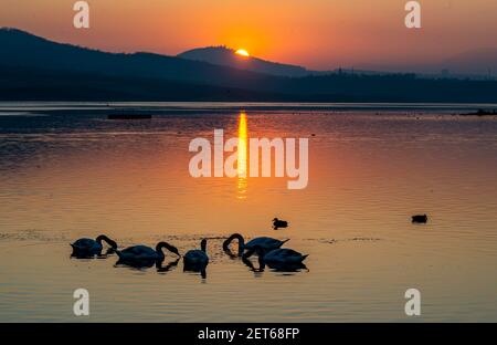 Usti Nad Labem, Tschechische Republik. März 2021, 01st. Schwäne schwimmen während des Sonnenuntergangs auf dem Rückgewinnungssee Milada bei Usti nad Labem, Tschechische Republik, 1. März 2021. Kredit: Ondrej Hajek/CTK Foto/Alamy Live Nachrichten Stockfoto