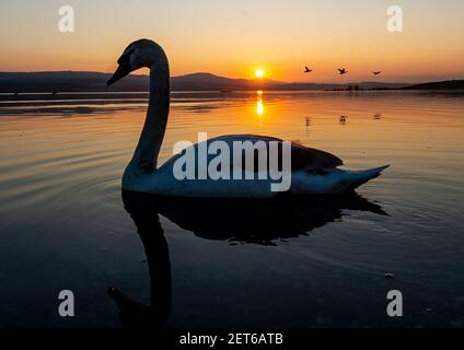 Usti Nad Labem, Tschechische Republik. März 2021, 01st. Schwan schwimmt während des Sonnenuntergangs auf dem Rückgewinnungssee Milada bei Usti nad Labem, Tschechische Republik, 1. März 2021. Kredit: Ondrej Hajek/CTK Foto/Alamy Live Nachrichten Stockfoto