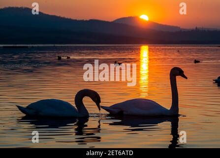 Usti Nad Labem, Tschechische Republik. März 2021, 01st. Schwäne schwimmen während des Sonnenuntergangs auf dem Rückgewinnungssee Milada bei Usti nad Labem, Tschechische Republik, 1. März 2021. Kredit: Ondrej Hajek/CTK Foto/Alamy Live Nachrichten Stockfoto