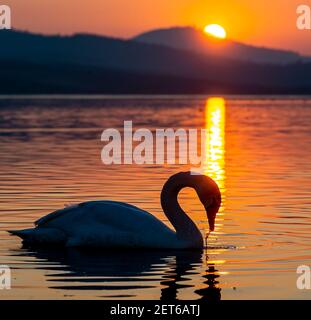 Usti Nad Labem, Tschechische Republik. März 2021, 01st. Schwan schwimmt während des Sonnenuntergangs auf dem Rückgewinnungssee Milada bei Usti nad Labem, Tschechische Republik, 1. März 2021. Kredit: Ondrej Hajek/CTK Foto/Alamy Live Nachrichten Stockfoto