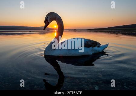 Usti Nad Labem, Tschechische Republik. März 2021, 01st. Schwan schwimmt während des Sonnenuntergangs auf dem Rückgewinnungssee Milada bei Usti nad Labem, Tschechische Republik, 1. März 2021. Kredit: Ondrej Hajek/CTK Foto/Alamy Live Nachrichten Stockfoto