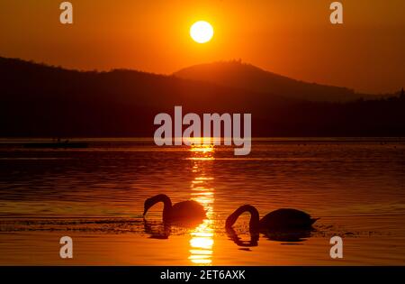 Usti Nad Labem, Tschechische Republik. März 2021, 01st. Schwäne schwimmen während des Sonnenuntergangs auf dem Rückgewinnungssee Milada bei Usti nad Labem, Tschechische Republik, 1. März 2021. Kredit: Ondrej Hajek/CTK Foto/Alamy Live Nachrichten Stockfoto