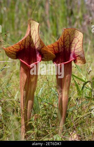 Kannenpflanzenhybrid, Sarracenia x naczii, natürliche Hybride zwischen S. flava var rugelii x S. rosea, Florida, USA, von Carol Dembinsky/Dembinsky Foto AS Stockfoto