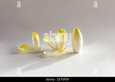 Belgischer Endive, witloof, Reihe Zichorien Wurzel auf hellem Hintergrund Stockfoto