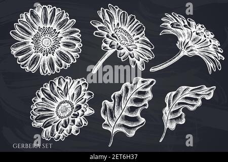 Vektor-Set von Hand gezeichnete Kreide Gerbera Stock Vektor