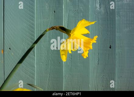 Einzelne Narzissen gegen grüne Holztür Narcissus Tete a tete Stockfoto