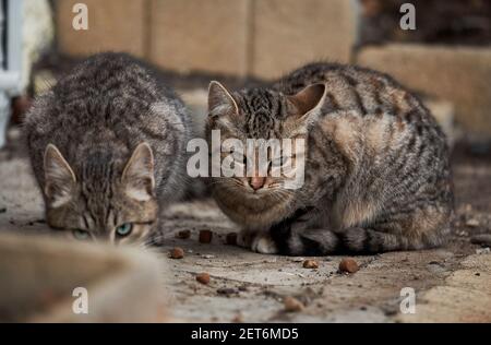 Zwei einsame grau gestreifte Kätzchen leben auf der Straße und essen Trockenfutter. Verlassene Mongrel-Katzen überleben unter rauen Bedingungen in der Natur. Stockfoto