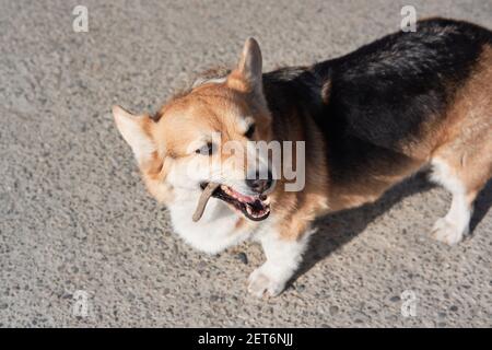 Welsh Corgi Pembroke tricolor Spaziergänge in der Natur und Knabbereien auf Baumzweig. Charmanter Corgi zu Fuß. English Queens Dog. Stockfoto